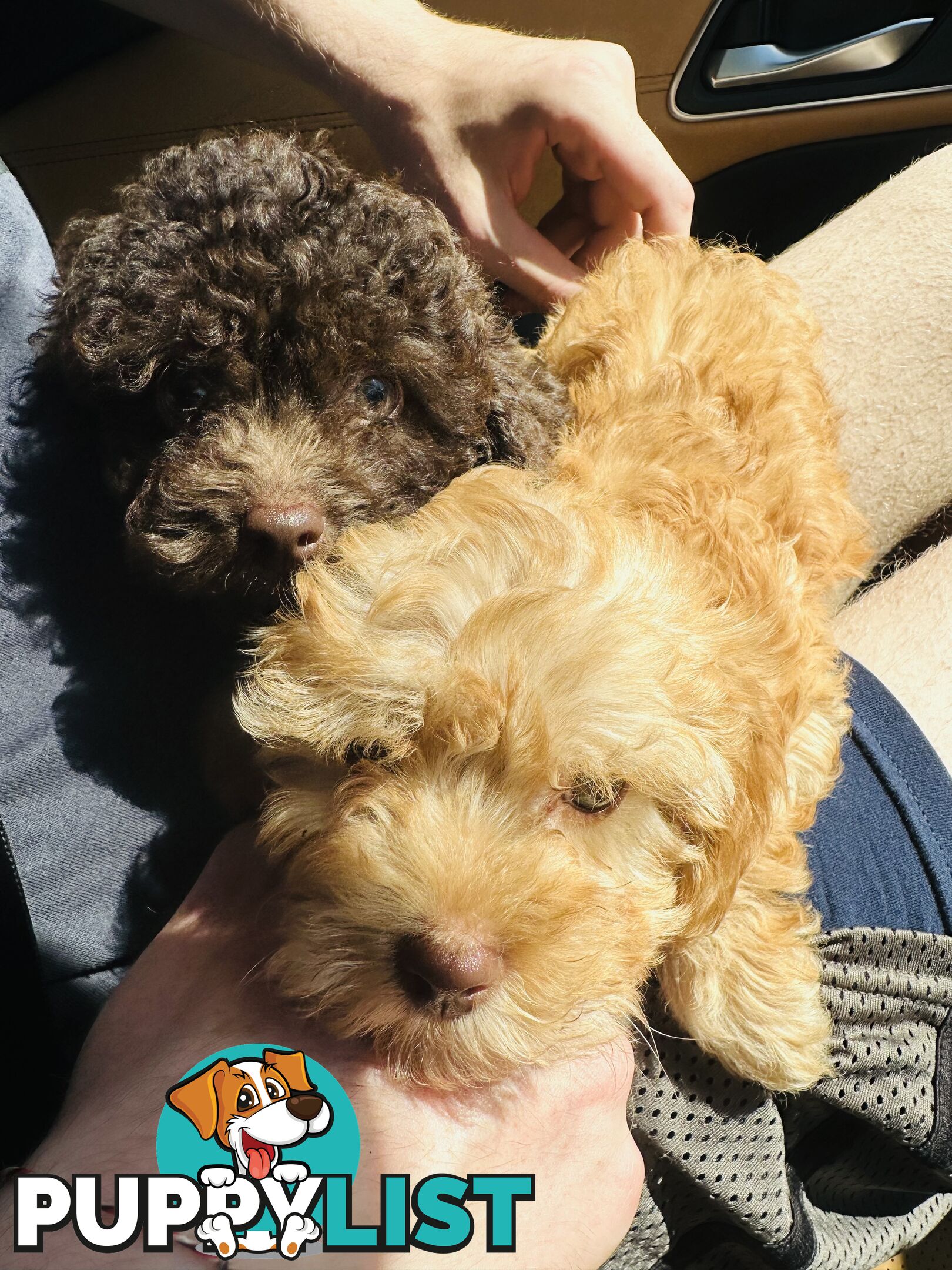 LAST  LITTLE PUPPY REDUCED - Tiny toy Cavoodles