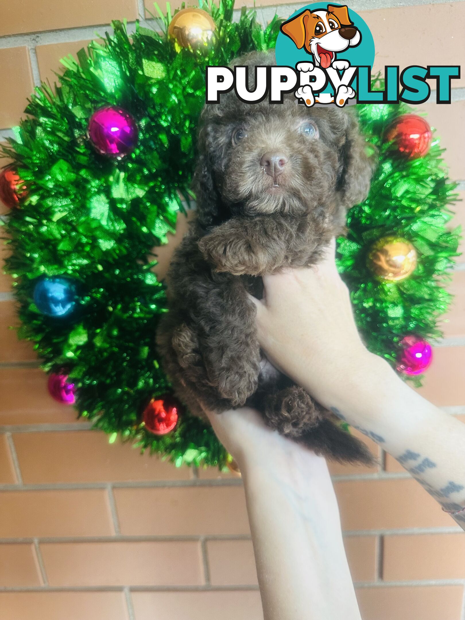 LAST  LITTLE PUPPY REDUCED - Tiny toy Cavoodles