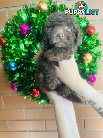 LAST  LITTLE PUPPY REDUCED - Tiny toy Cavoodles