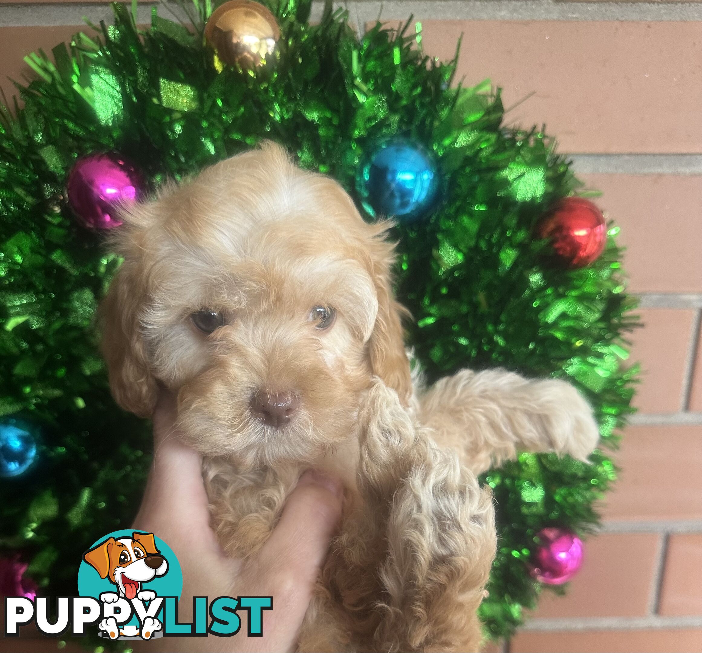 LAST  LITTLE PUPPY REDUCED - Tiny toy Cavoodles