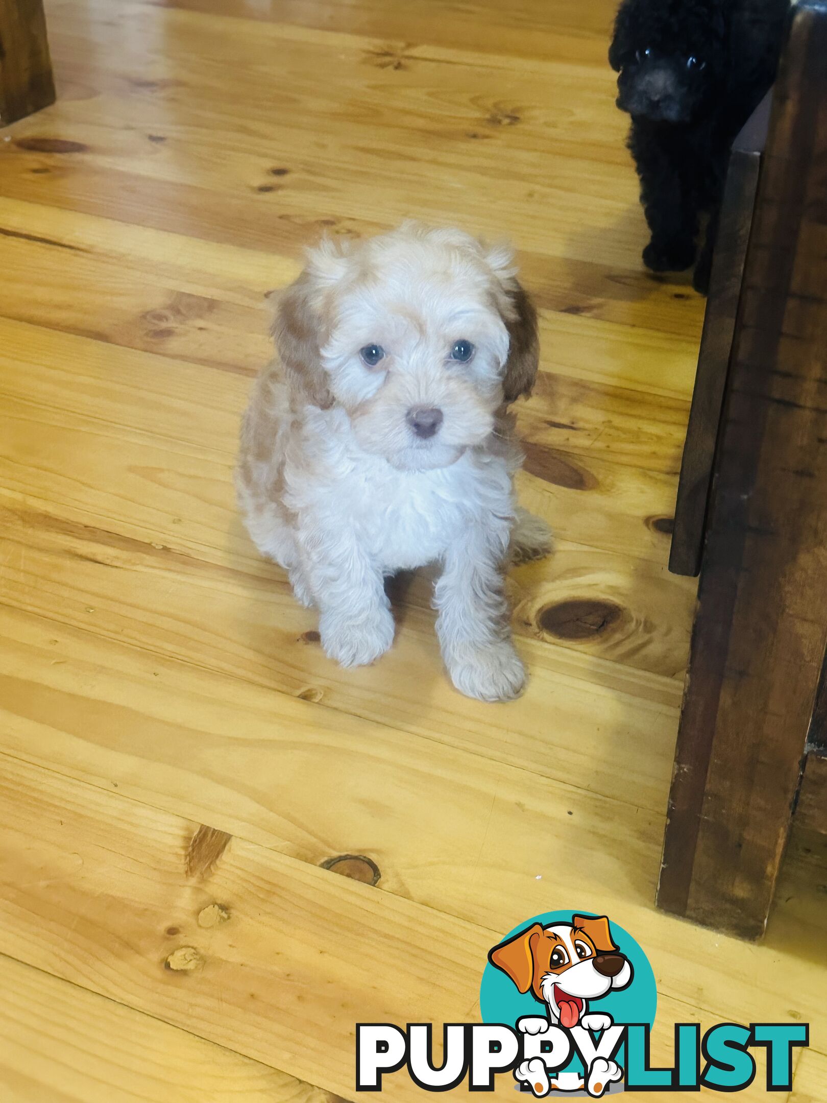 LAST  LITTLE PUPPY REDUCED - Tiny toy Cavoodles