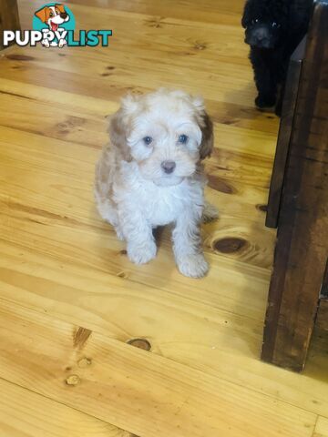 LAST  LITTLE PUPPY REDUCED - Tiny toy Cavoodles