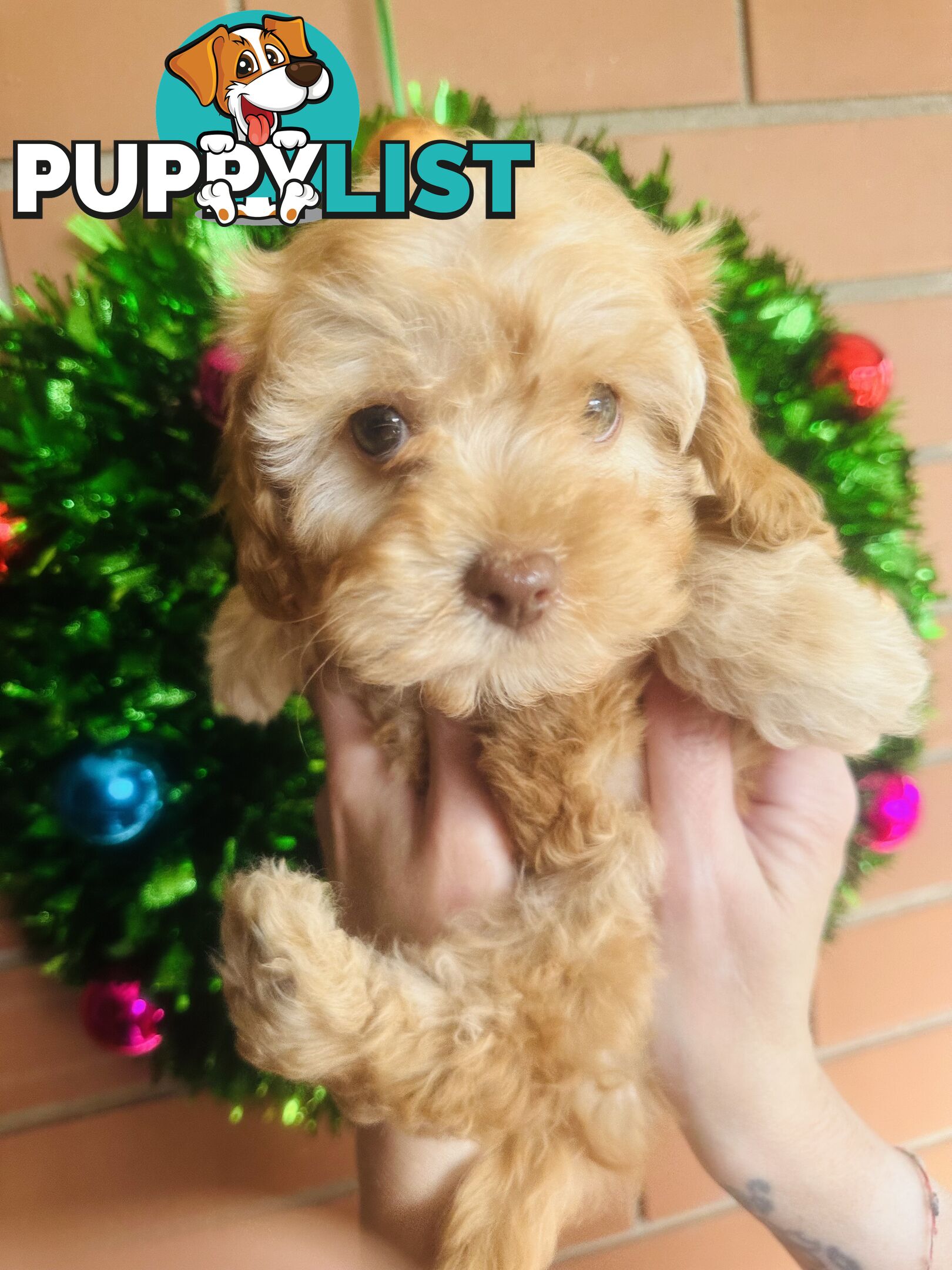 LAST  LITTLE PUPPY REDUCED - Tiny toy Cavoodles