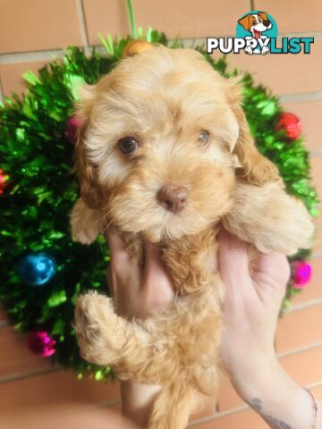 Tiny toy Cavoodles