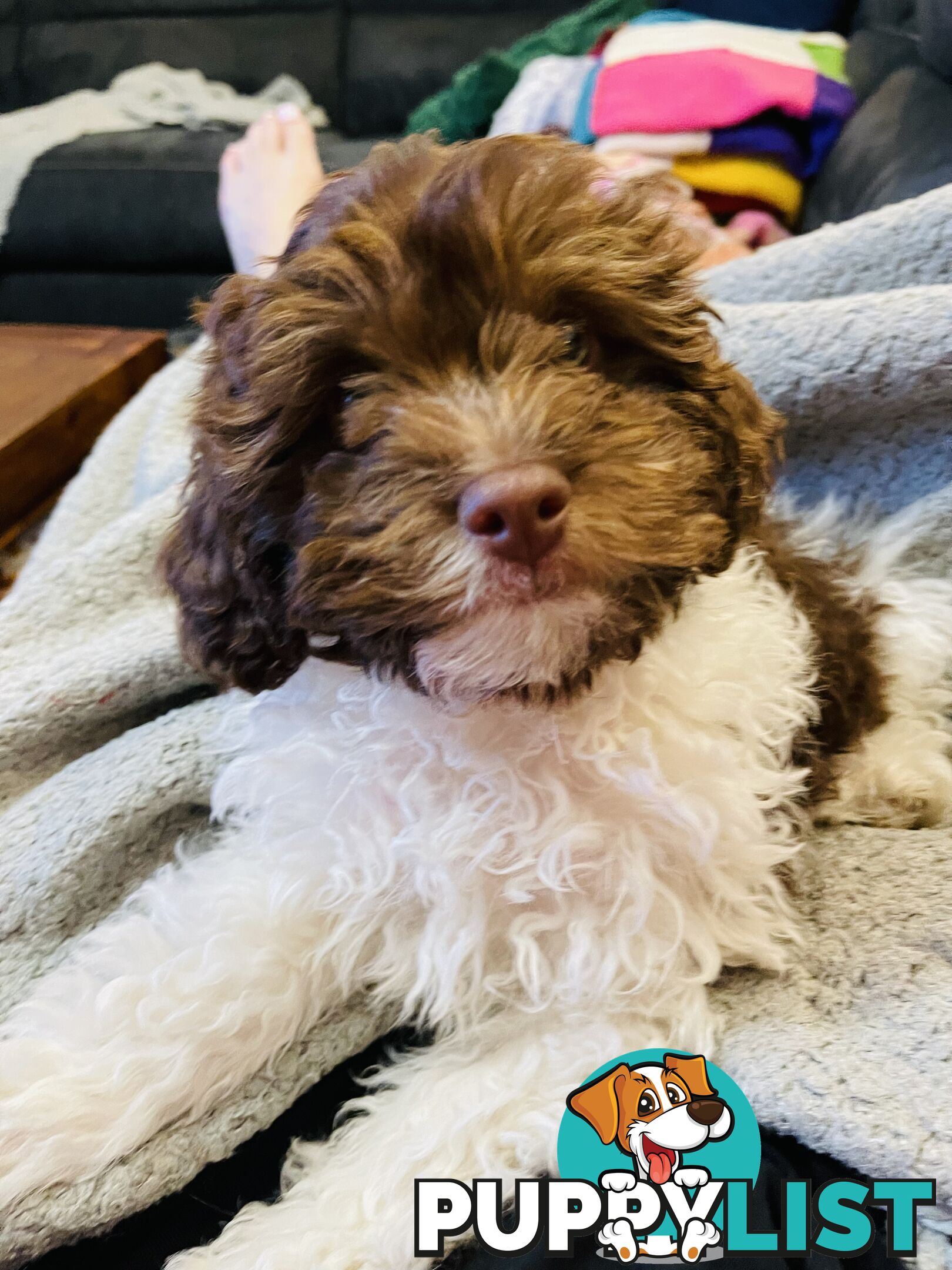 Tiny toy Cavoodles