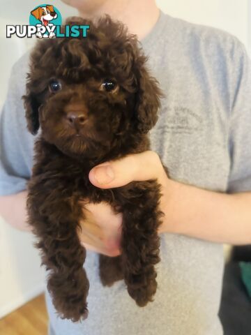 Tiny toy Cavoodles