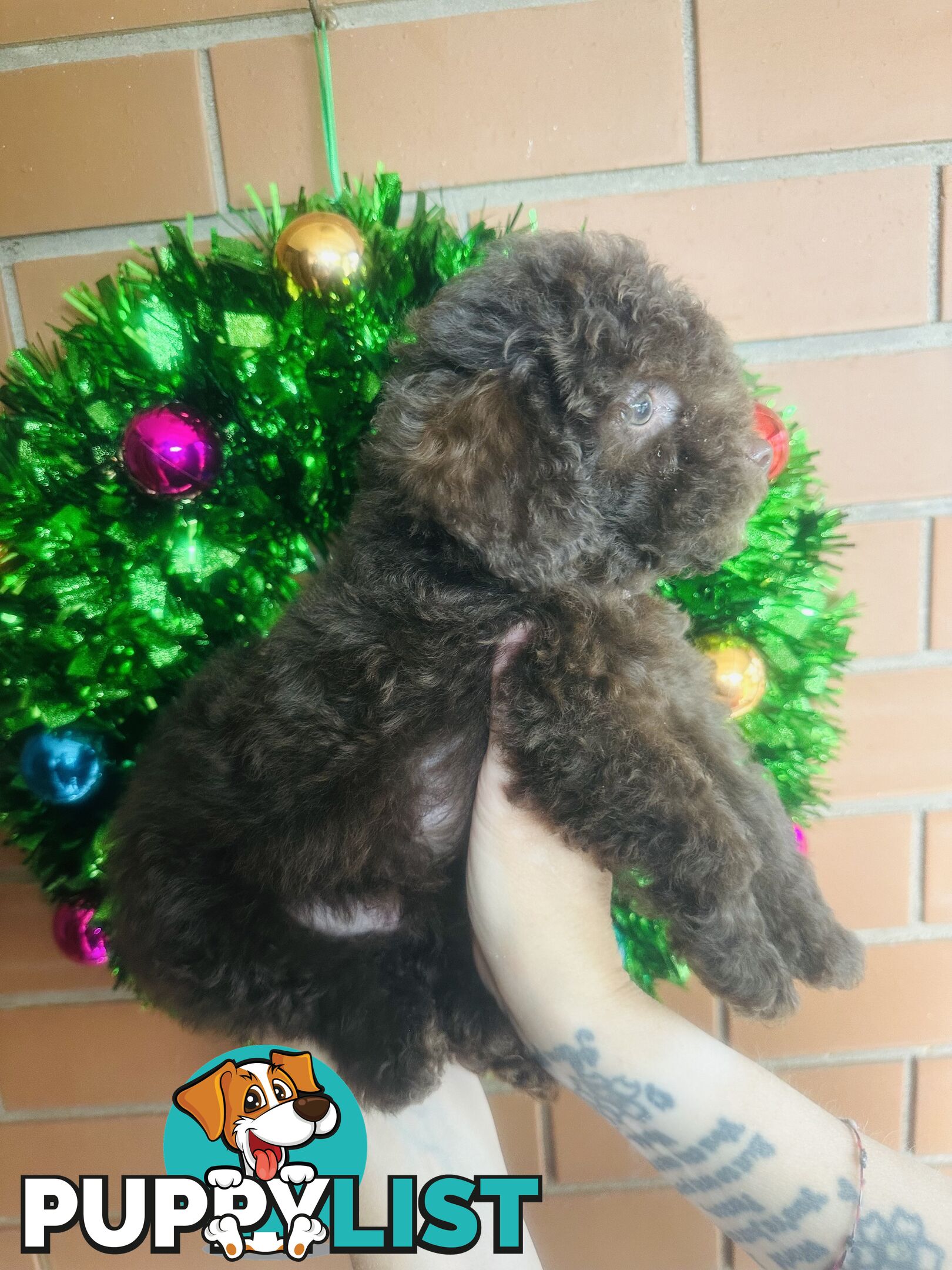 LAST  LITTLE PUPPY REDUCED - Tiny toy Cavoodles