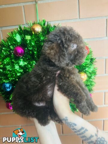 LAST  LITTLE PUPPY REDUCED - Tiny toy Cavoodles