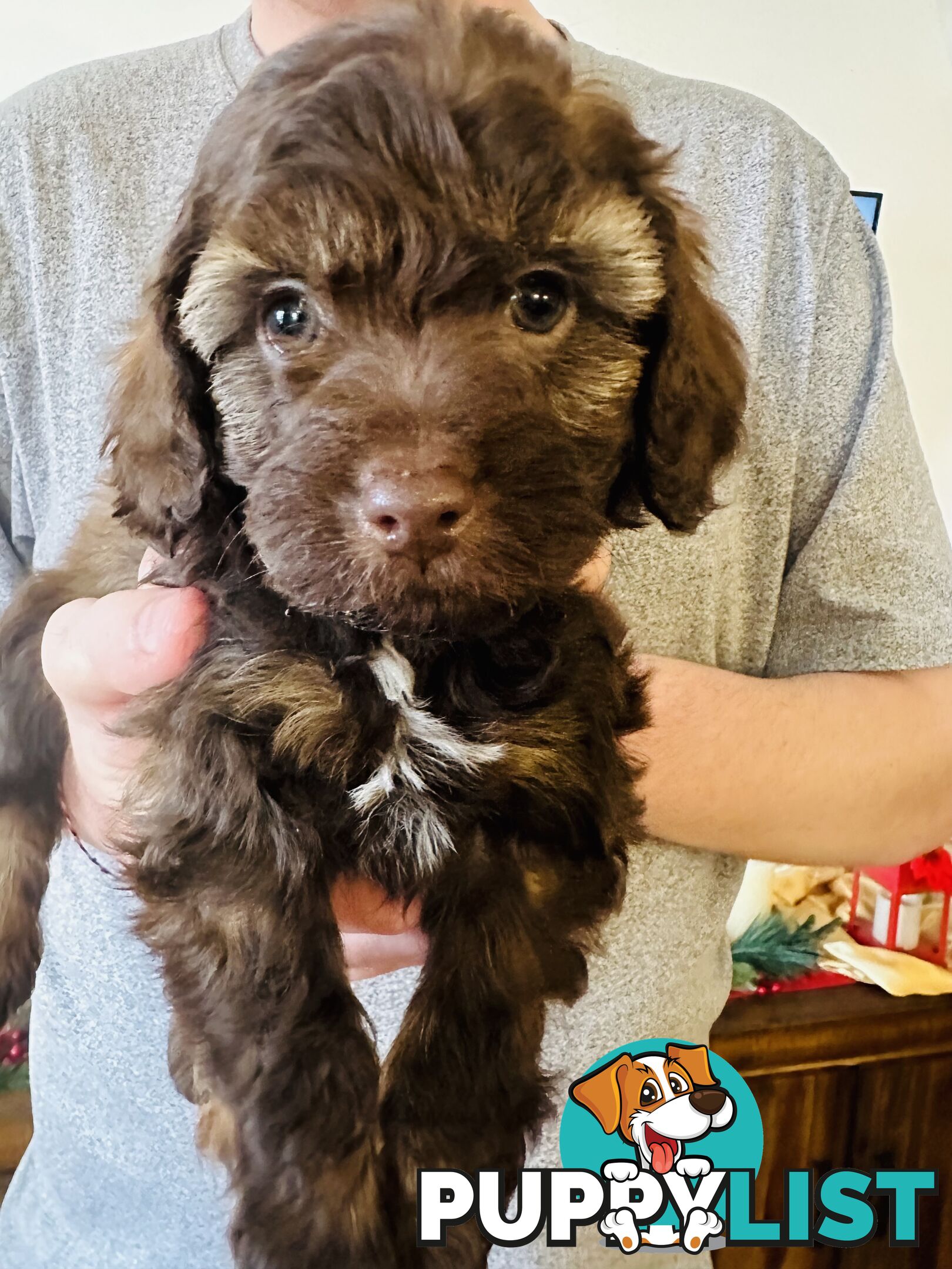 Tiny toy Cavoodles