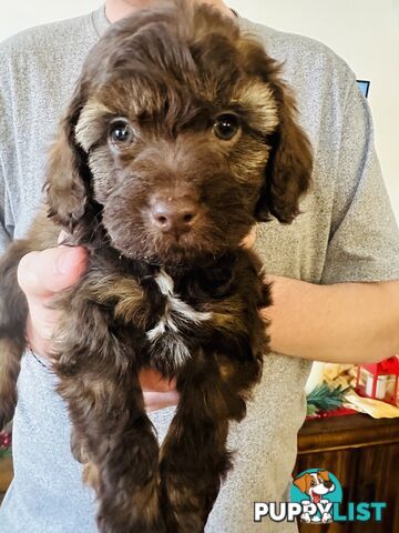 Tiny toy Cavoodles