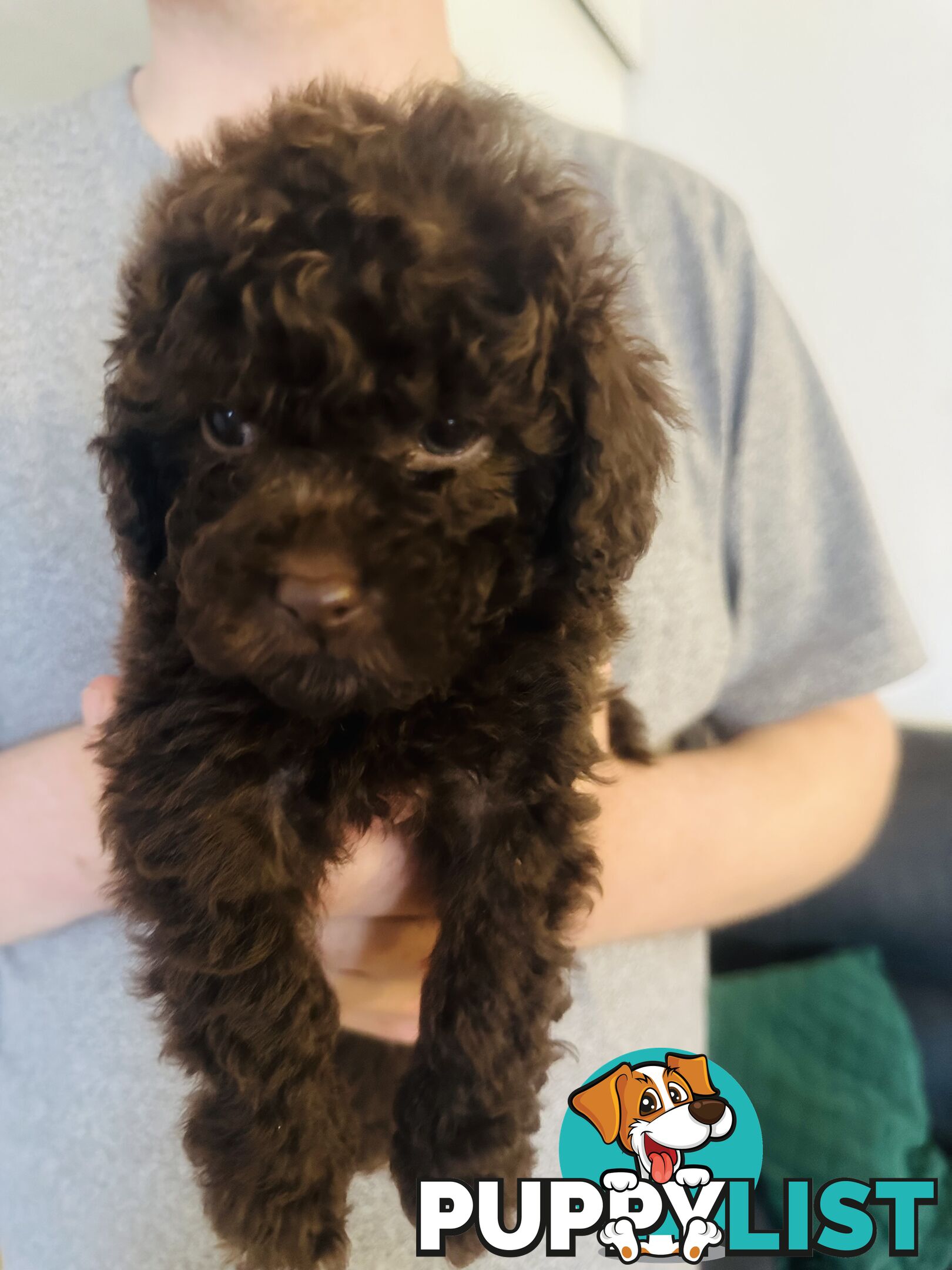 Tiny toy Cavoodles