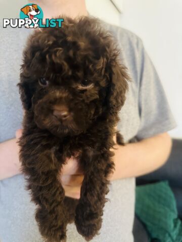 Tiny toy Cavoodles