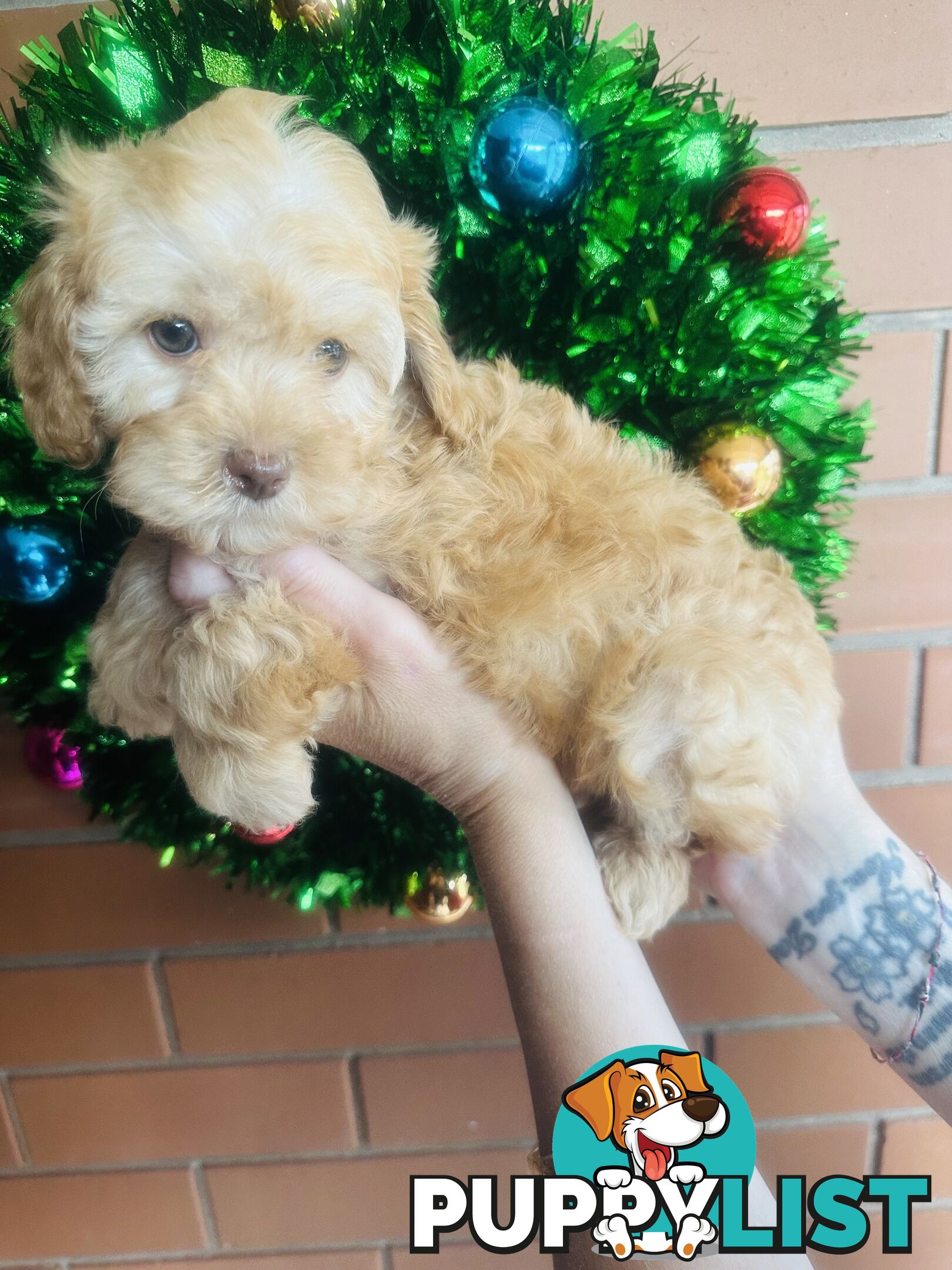 LAST  LITTLE PUPPY REDUCED - Tiny toy Cavoodles