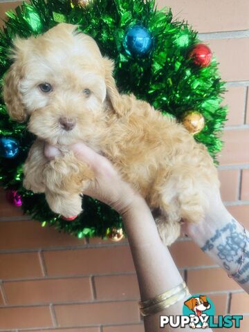 LAST  LITTLE PUPPY REDUCED - Tiny toy Cavoodles