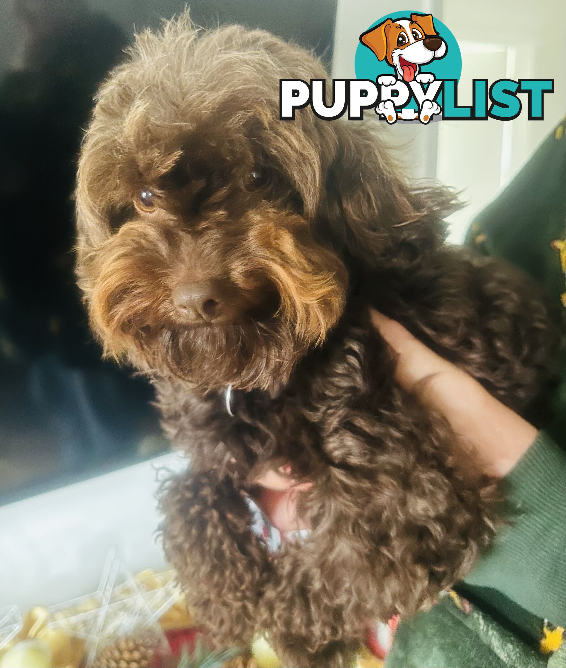 LAST  LITTLE PUPPY REDUCED - Tiny toy Cavoodles