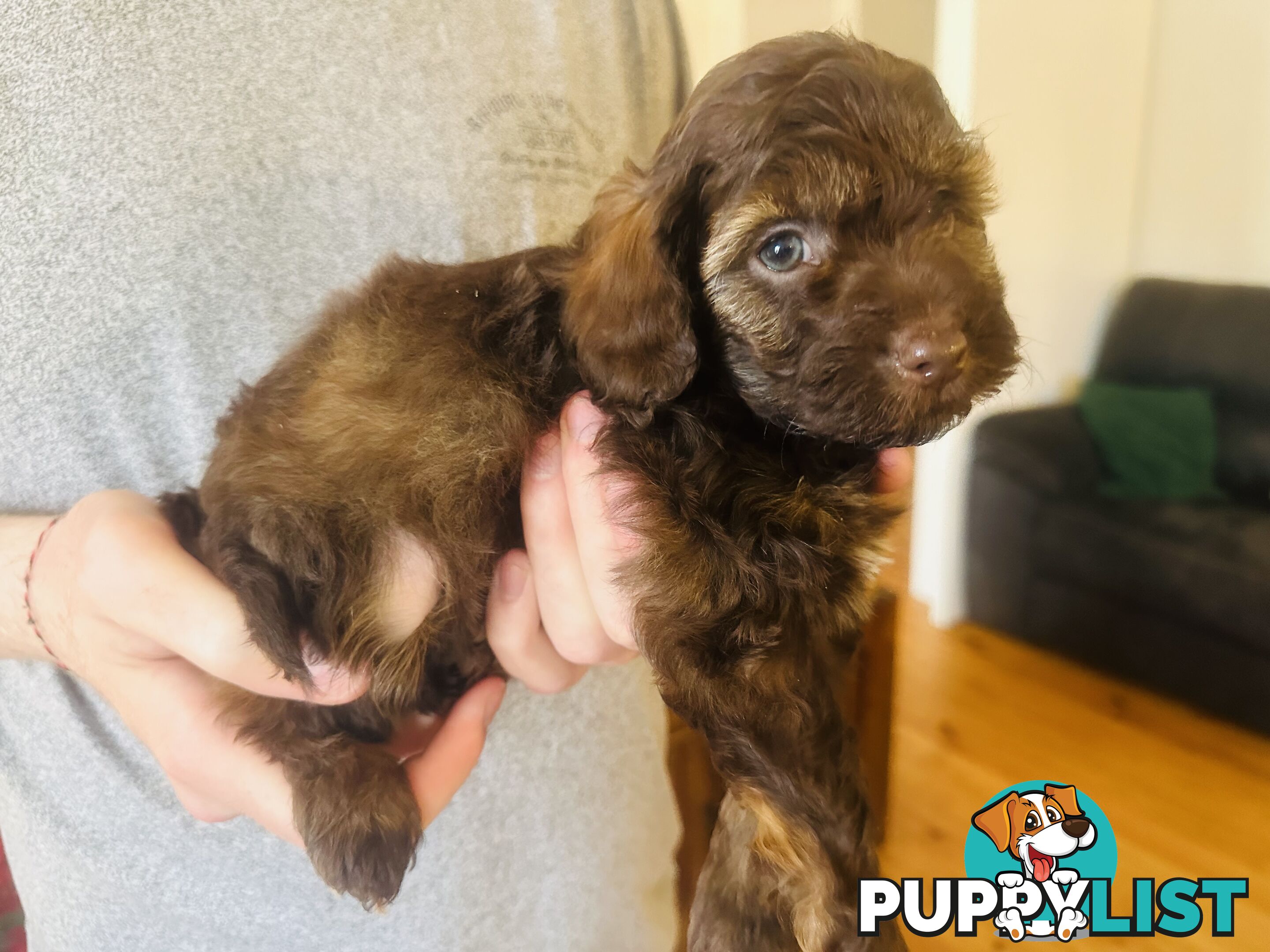 Tiny toy Cavoodles