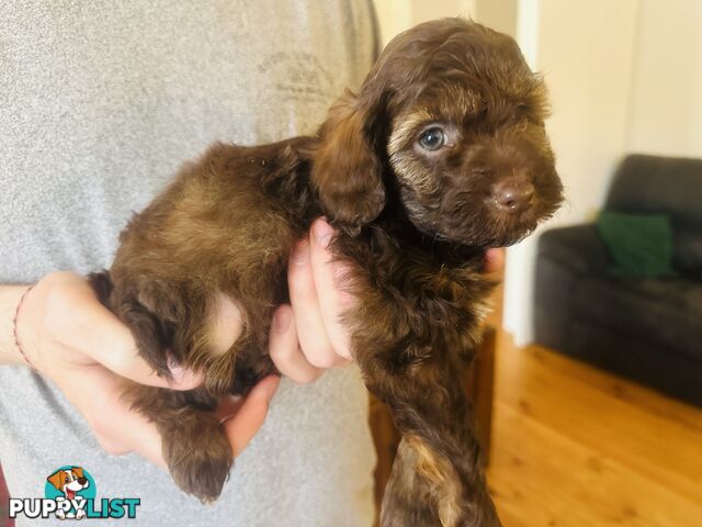 Tiny toy Cavoodles