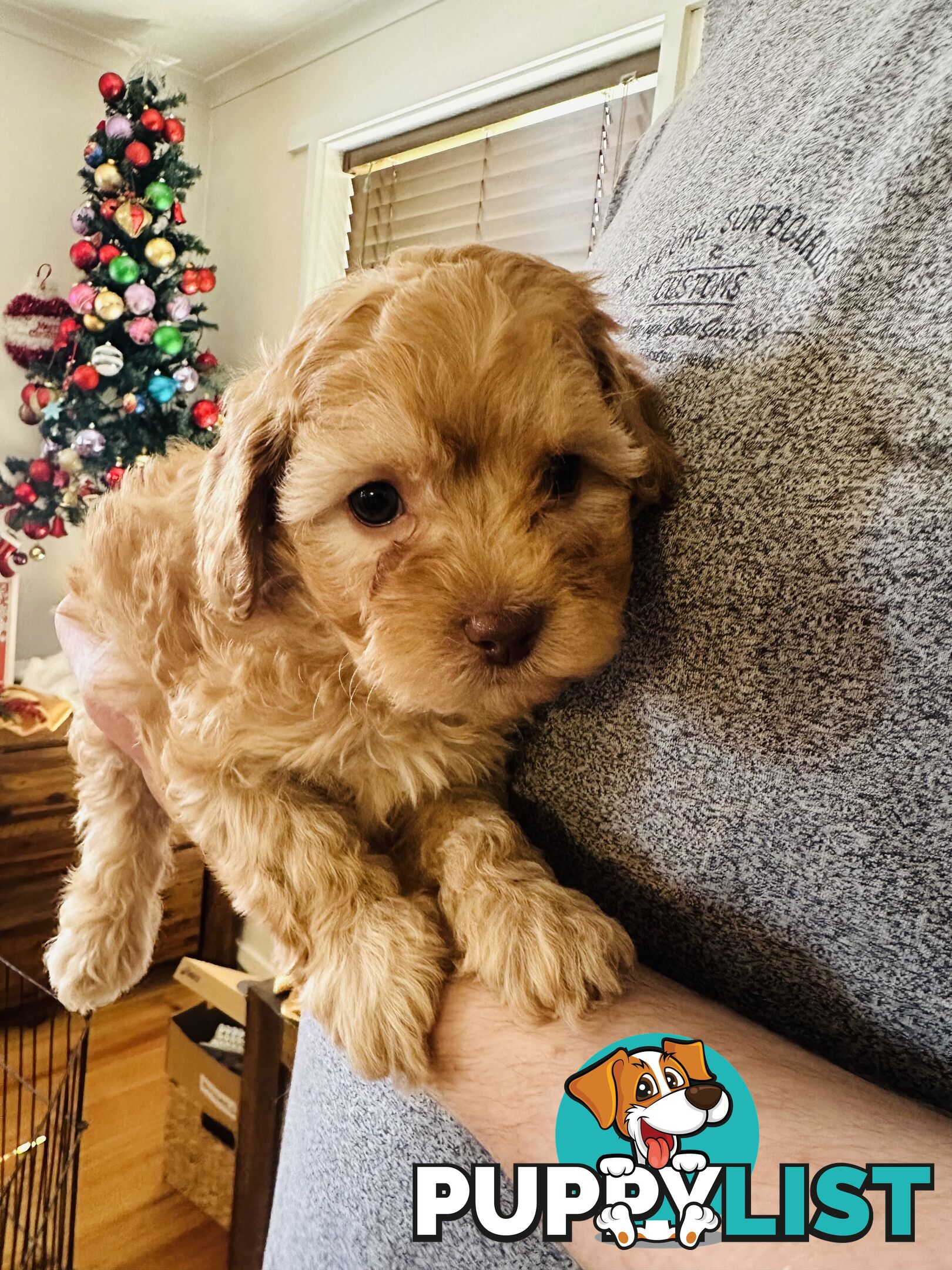 Tiny toy Cavoodles