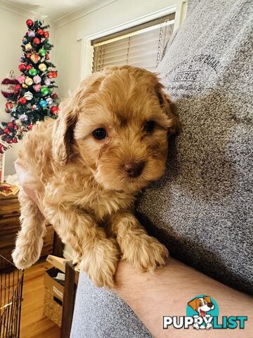 Tiny toy Cavoodles