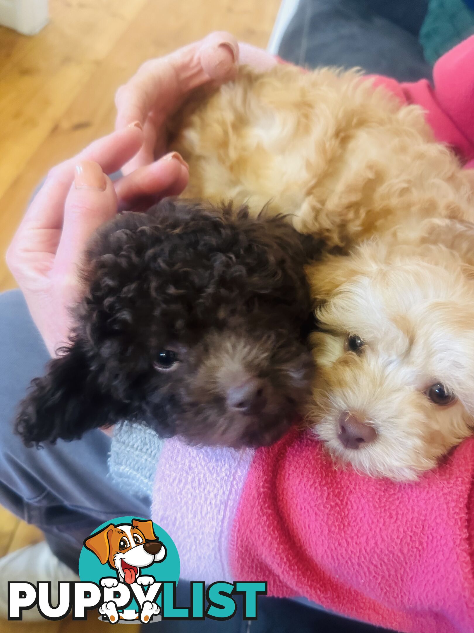 LAST  LITTLE PUPPY REDUCED - Tiny toy Cavoodles