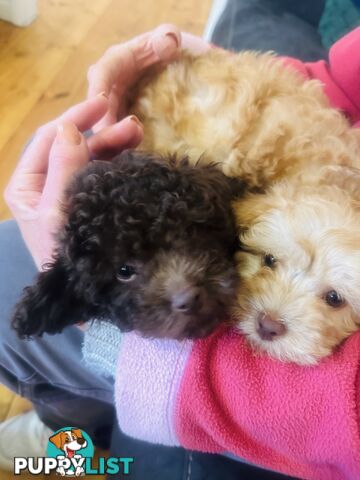 LAST  LITTLE PUPPY REDUCED - Tiny toy Cavoodles