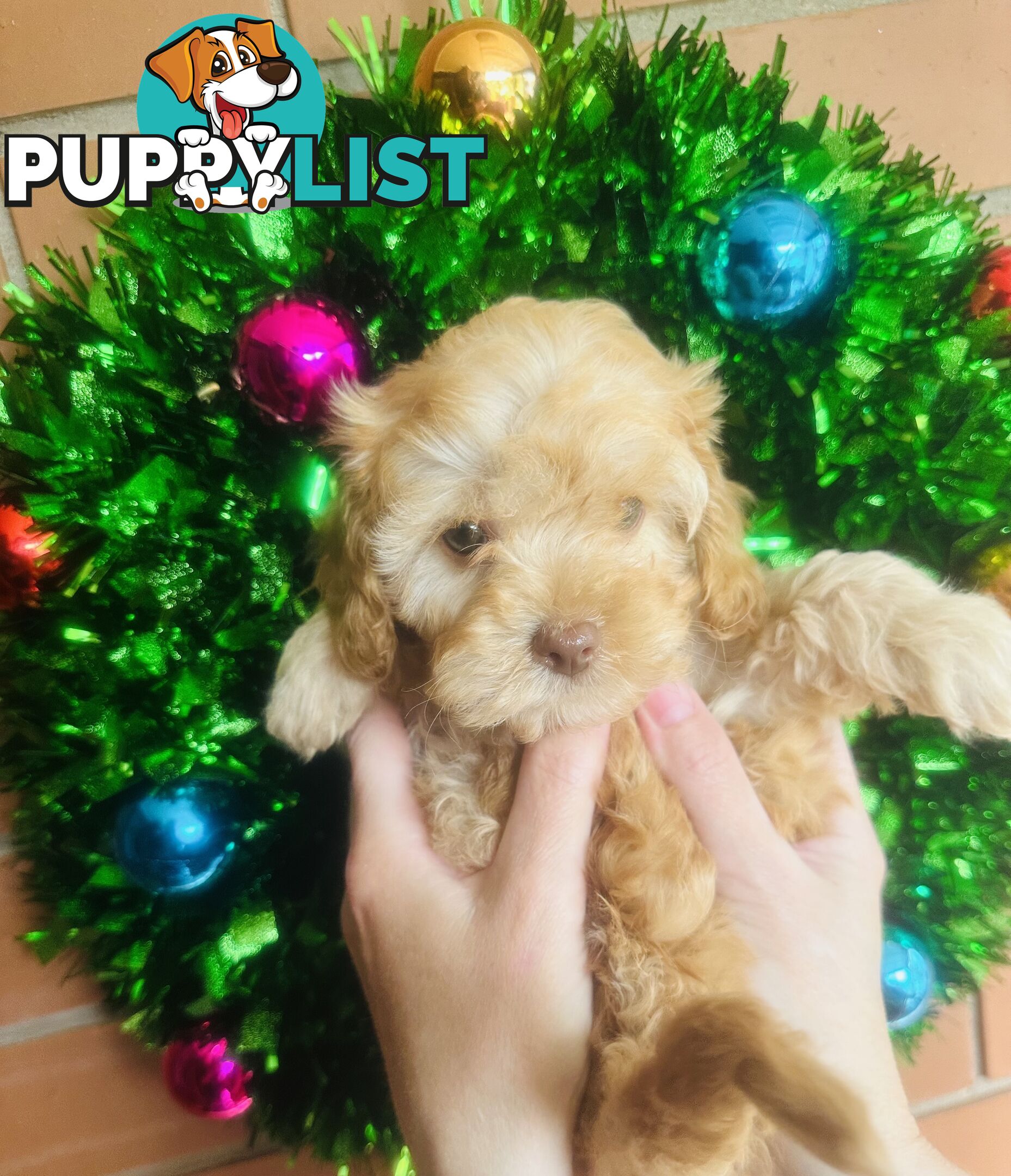 LAST  LITTLE PUPPY REDUCED - Tiny toy Cavoodles