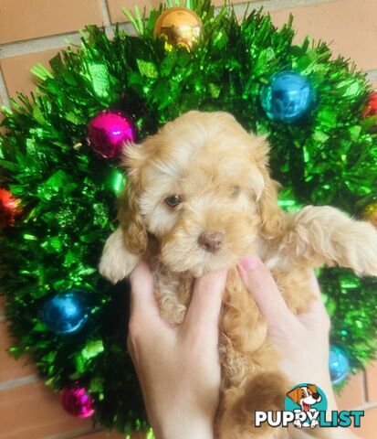 LAST  LITTLE PUPPY REDUCED - Tiny toy Cavoodles