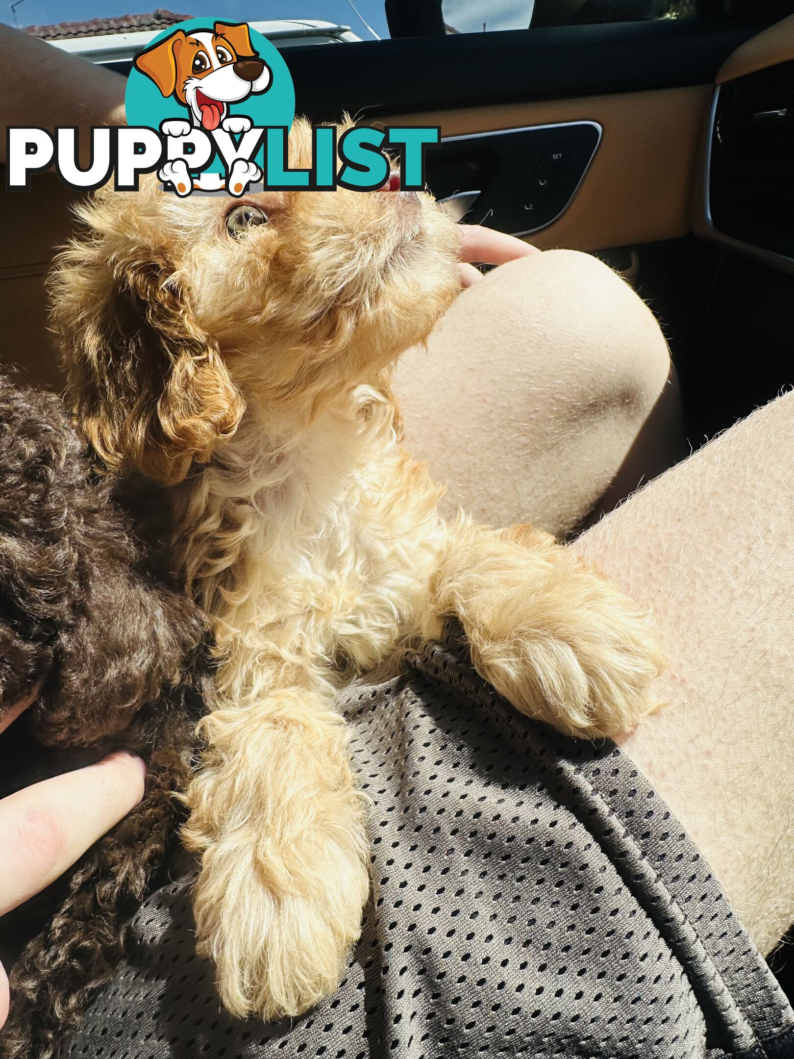 LAST  LITTLE PUPPY REDUCED - Tiny toy Cavoodles