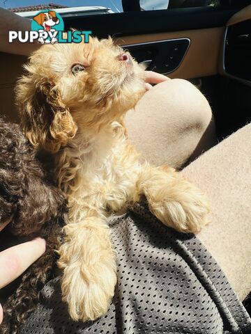 LAST  LITTLE PUPPY REDUCED - Tiny toy Cavoodles