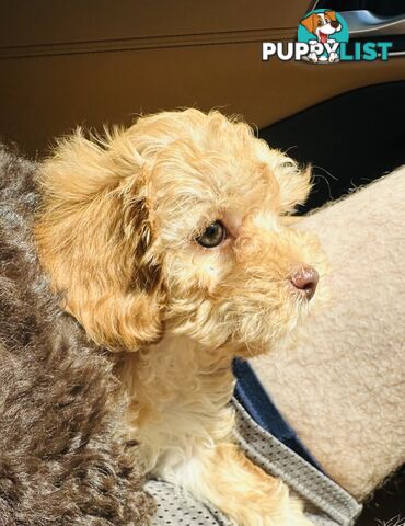 LAST  LITTLE PUPPY REDUCED - Tiny toy Cavoodles