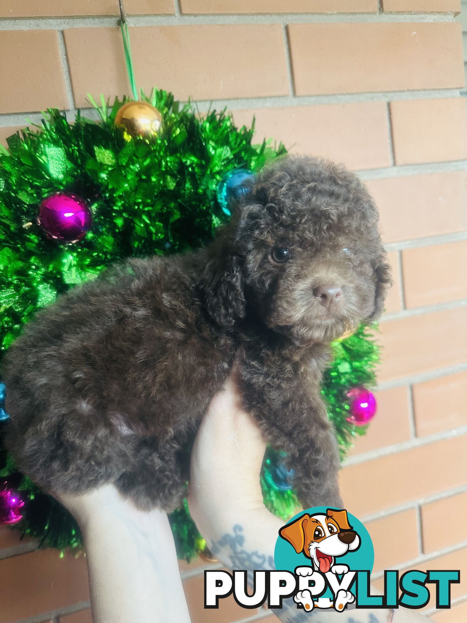 LAST  LITTLE PUPPY REDUCED - Tiny toy Cavoodles