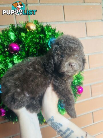 LAST  LITTLE PUPPY REDUCED - Tiny toy Cavoodles