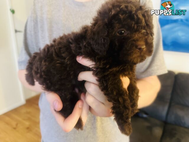 Tiny toy Cavoodles