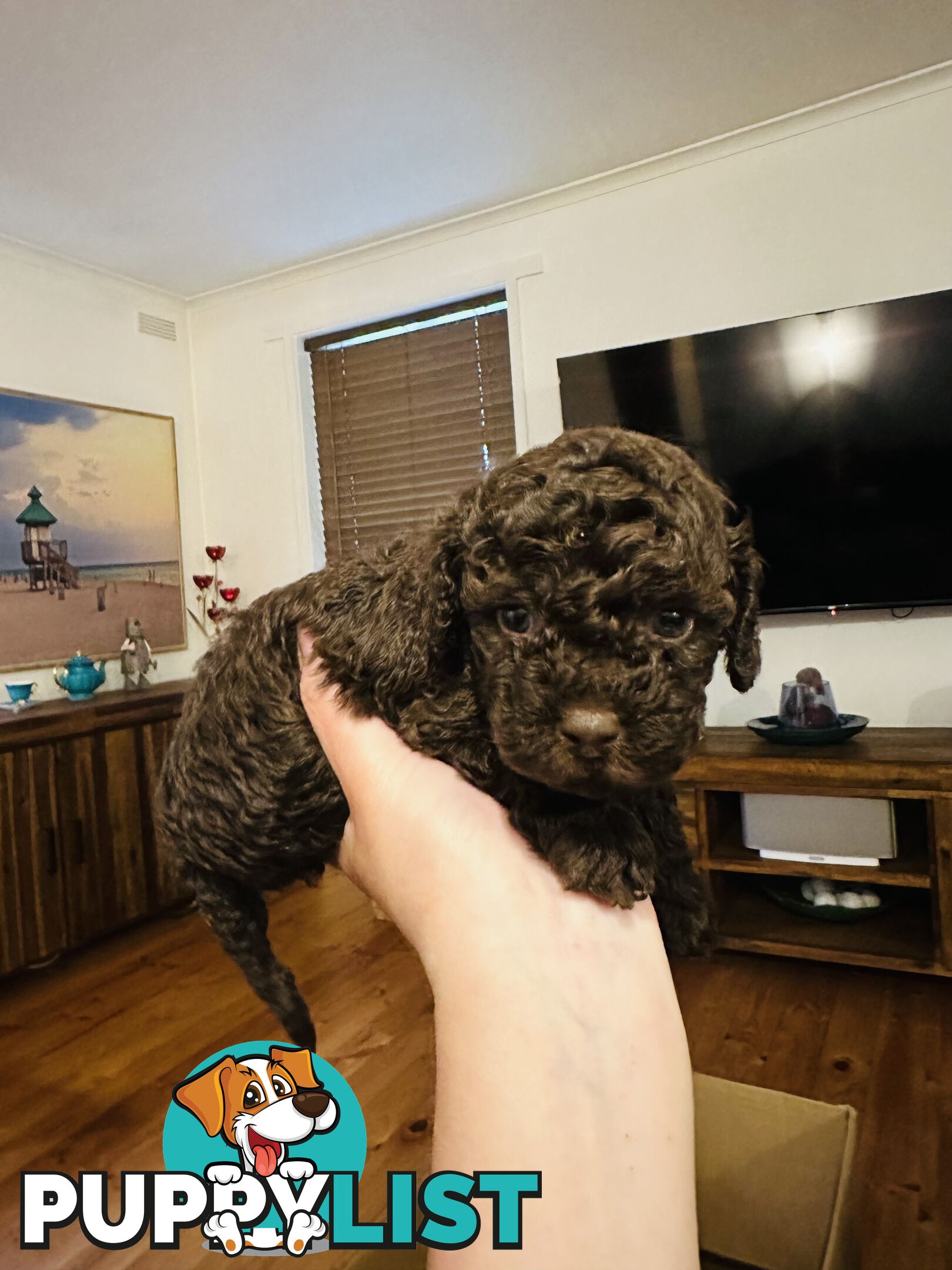 Tiny toy Cavoodles