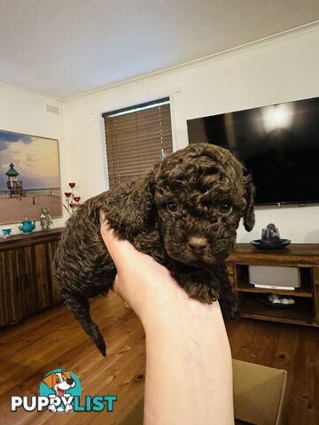 Tiny toy Cavoodles