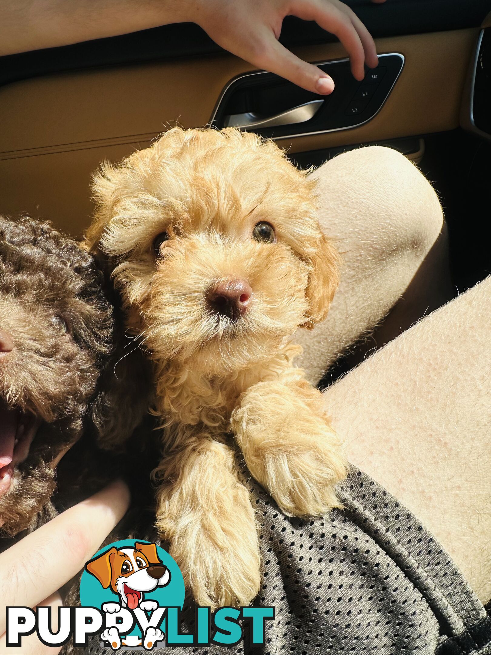 LAST  LITTLE PUPPY REDUCED - Tiny toy Cavoodles