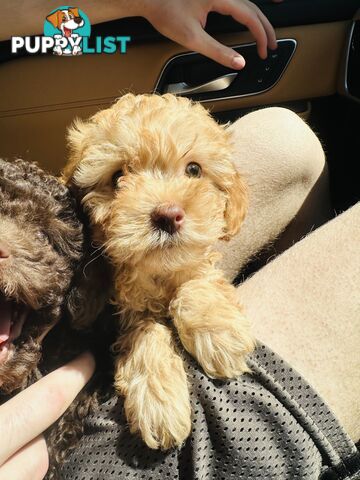 LAST  LITTLE PUPPY REDUCED - Tiny toy Cavoodles