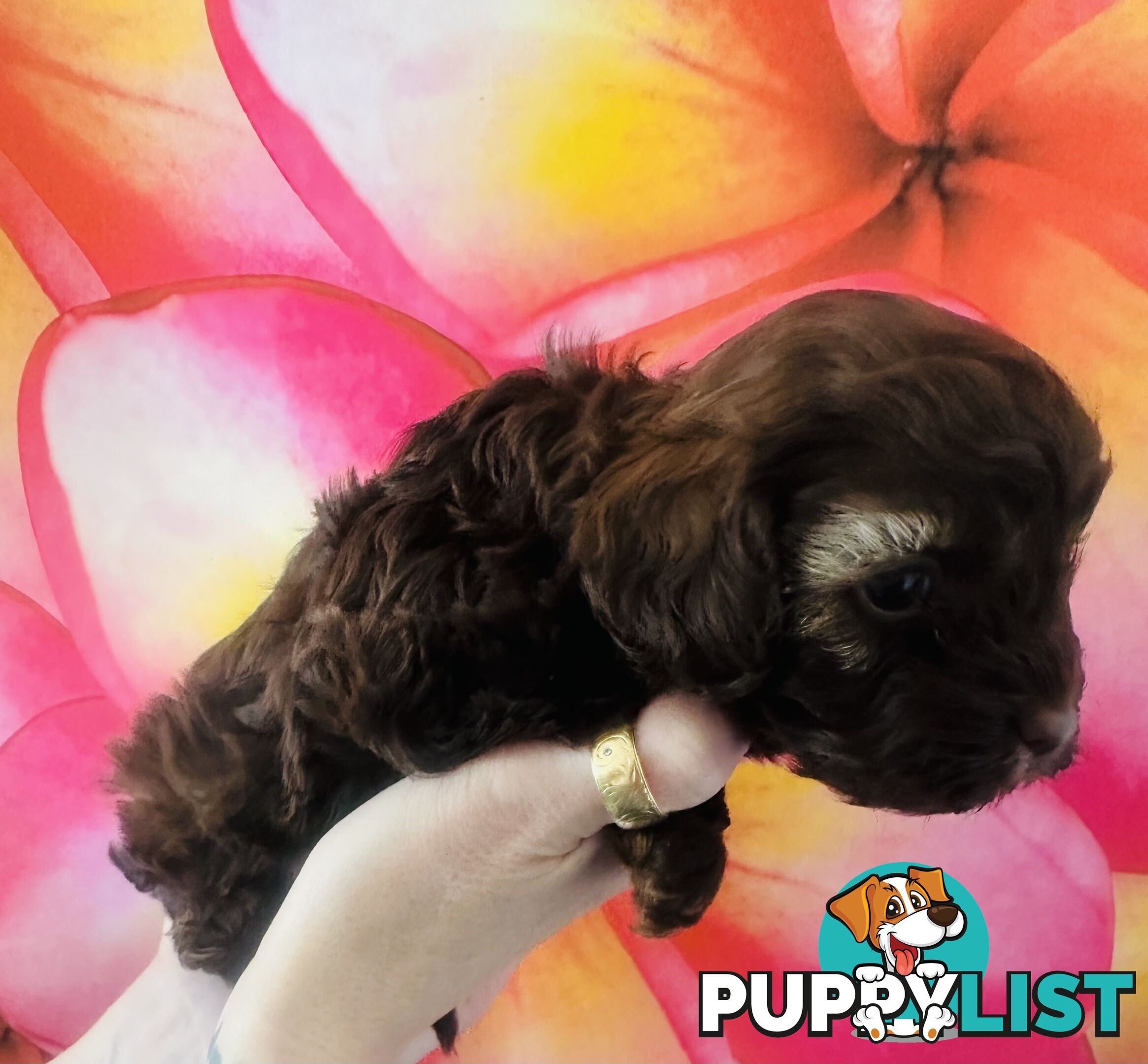 2 Stunning Rich Chocolate Female Cavoodles