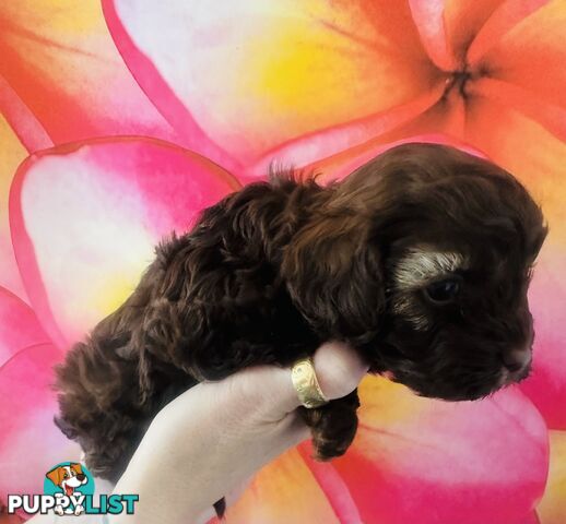 2 Stunning Rich Chocolate Female Cavoodles