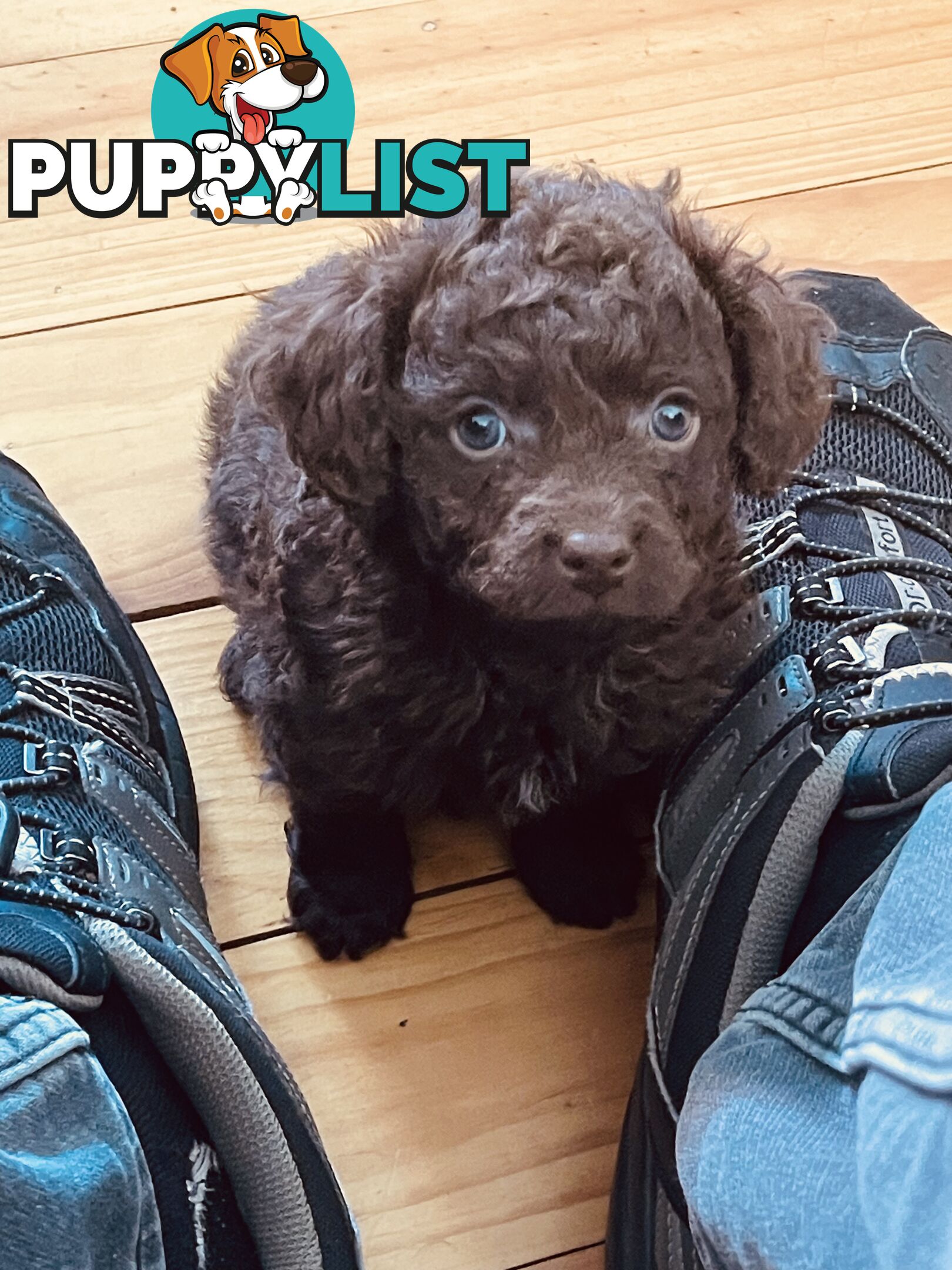 2 Stunning Rich Chocolate Female Cavoodles