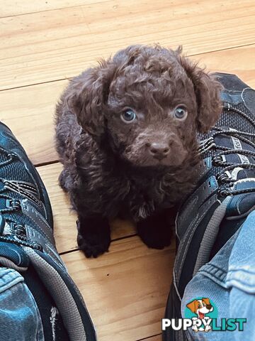 2 Stunning Rich Chocolate Female Cavoodles