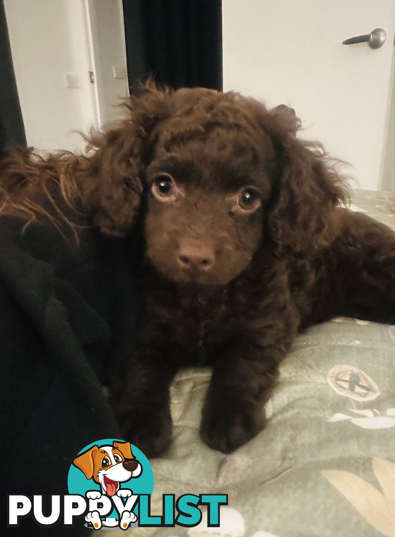 READY TO GO NOW - 1 Stunning Rich Chocolate Female Left, toilet trained on puppy pad