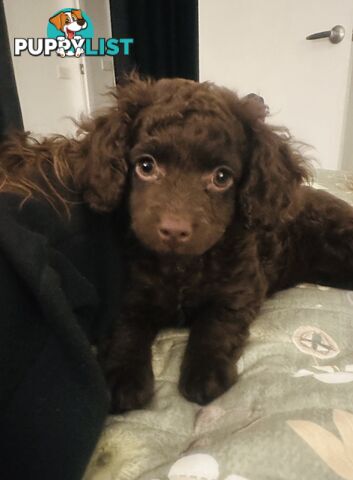 2 Stunning Rich Chocolate Female Cavoodles