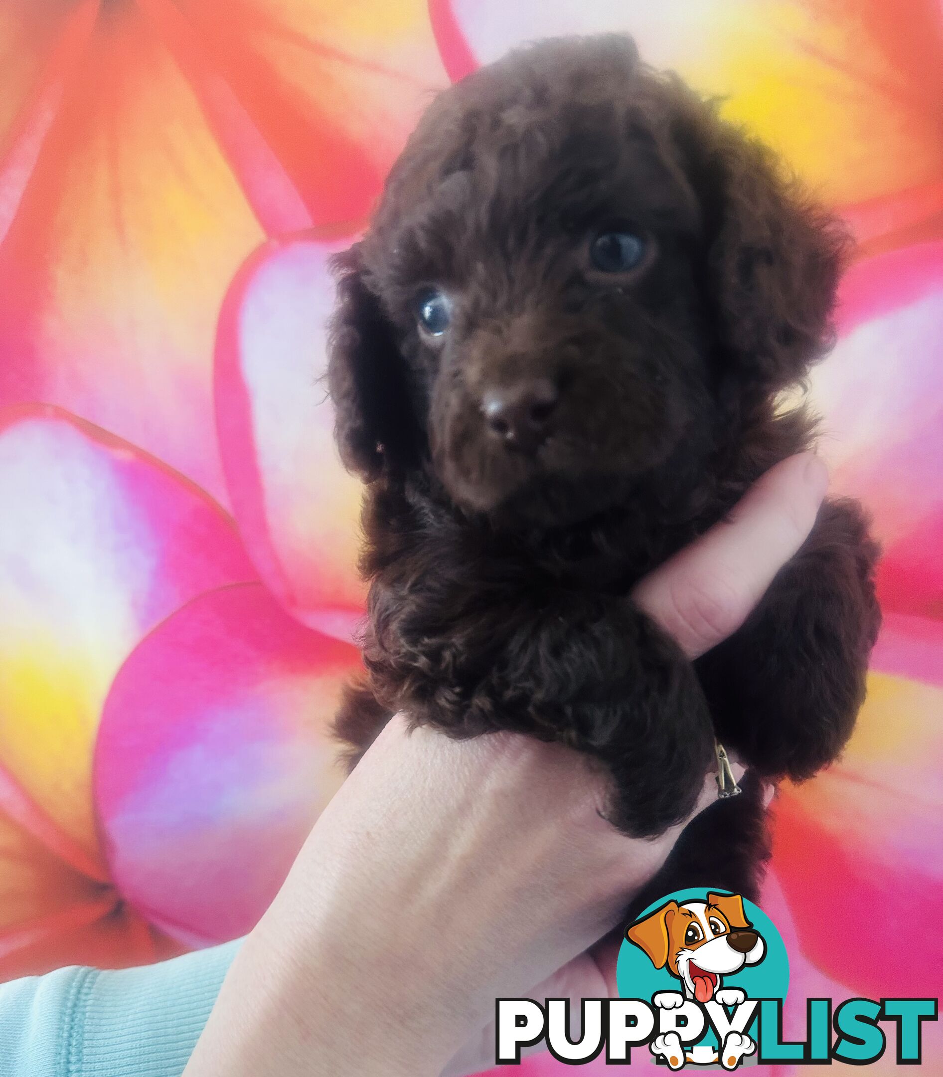 2 Stunning Rich Chocolate Female Cavoodles