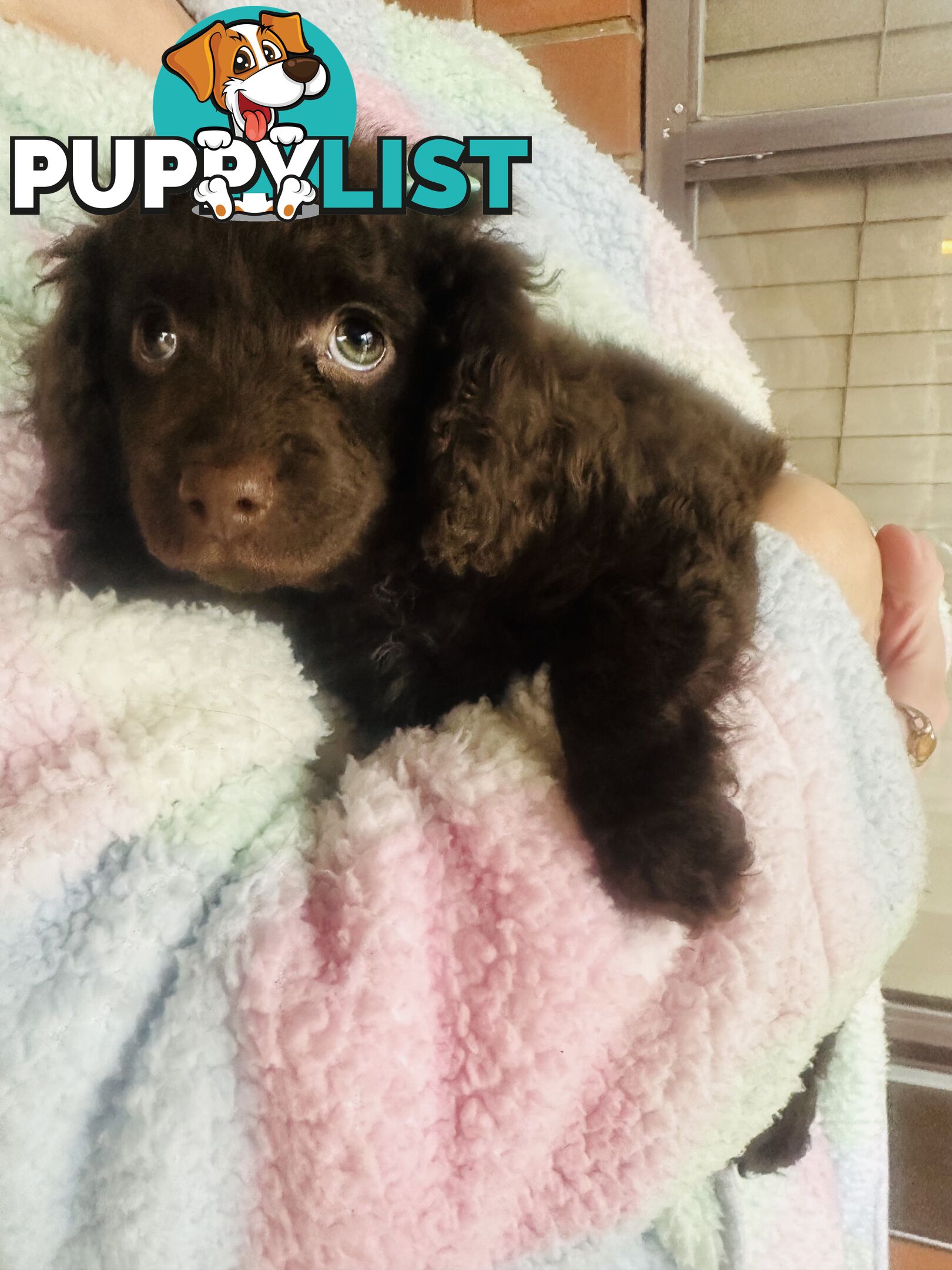 2 Stunning Rich Chocolate Female Cavoodles