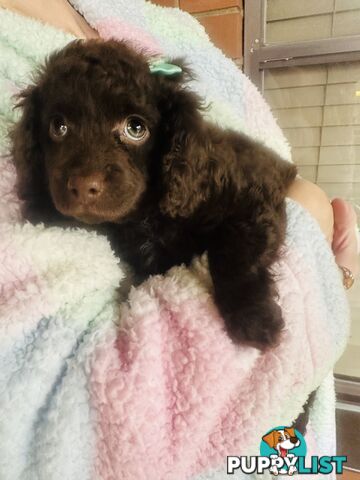 2 Stunning Rich Chocolate Female Cavoodles