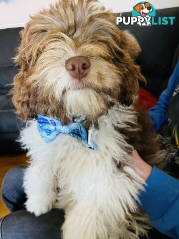 2 Stunning Rich Chocolate Female Cavoodles