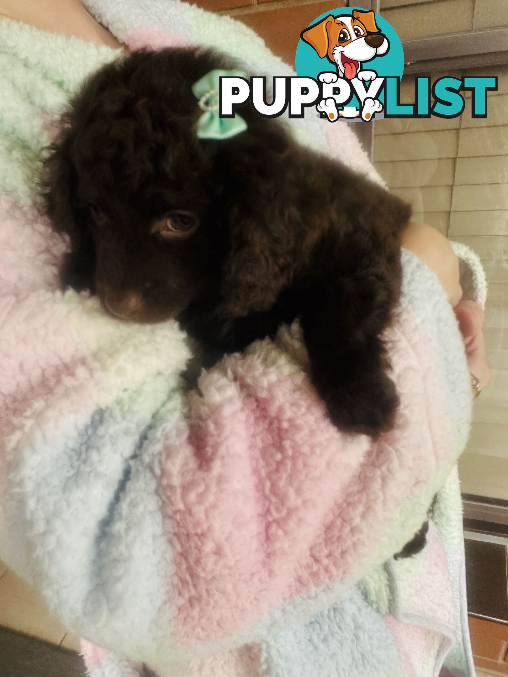 2 Stunning Rich Chocolate Female Cavoodles