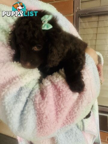 2 Stunning Rich Chocolate Female Cavoodles