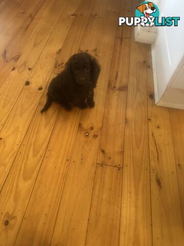 2 Stunning Rich Chocolate Female Cavoodles